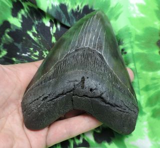 Megalodon Sharks Tooth 5 1/16  inch fossil sharks teeth tooth 4