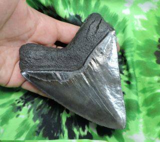 Megalodon Sharks Tooth 5 1/16  inch fossil sharks teeth tooth 7