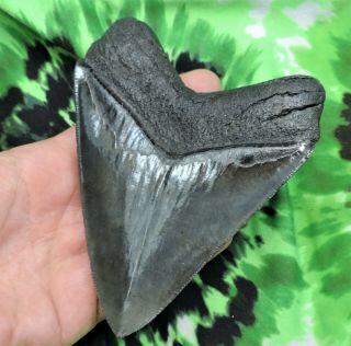 Megalodon Sharks Tooth 5 1/16  inch fossil sharks teeth tooth 8