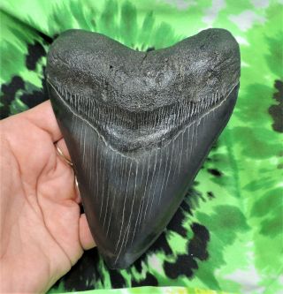 Megalodon Sharks Tooth 5 3/8  Inch Fossil Sharks Teeth Tooth