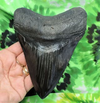 Megalodon Sharks Tooth 5 5/8  Inch Fossil Sharks Teeth Tooth