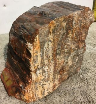 Arizona Rainbow Petrified Wood Natural Fossil Rough Raw Lapidary Slab 11 Lbs