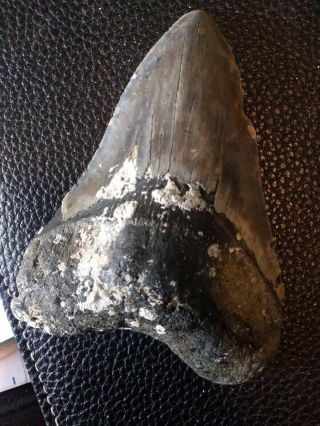 5.  42 " Megalodon Shark Tooth Fossil 100 Authentic