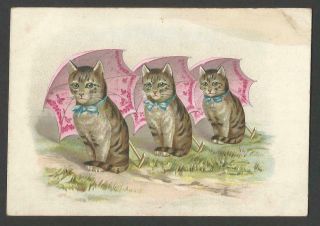 M54 - Row Of 3 Cats With Open Umbrellas - Victorian Card