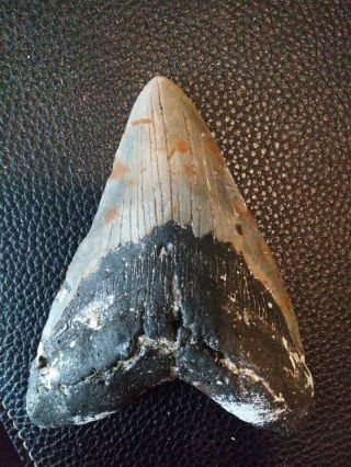 5.  63 " Megalodon Shark Tooth Fossil 100 Authentic