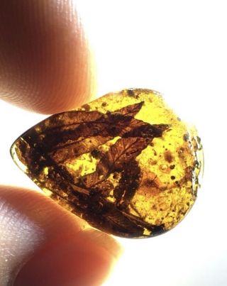 Many Red Leaves.  Burmite 100 Natural Myanmar Insect Amber Fossil.