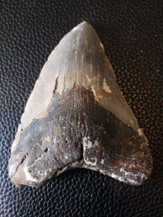 5.  26 " Megalodon Shark Tooth Fossil 100 Authentic