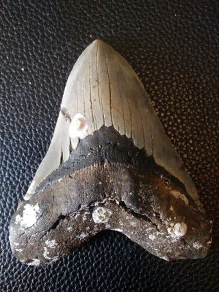 5.  61 " Megalodon Shark Tooth Fossil 100 Authentic