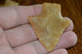Translucent Golden Coral Archaic Abbey Houston Co,  Alabama 2 X 1.  75 Great Color