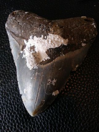 5.  45 " Megalodon Shark Tooth Fossil 100 Authentic