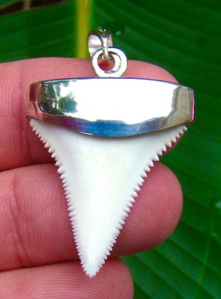 Great White Shark Tooth Necklace Pendant - 1 & 3/8 In.  - Snow White