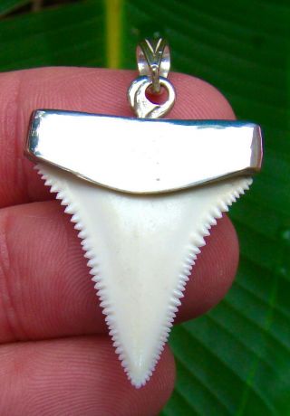 Great White Shark Tooth Necklace Pendant - 1 & 3/8 in.  - SNOW WHITE 2