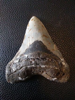 5.  62 " Megalodon Shark Tooth Fossil 100 Authentic