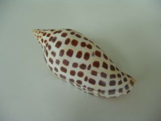 Scaphella Junonia 122mm Seashell Voluta Volutidae