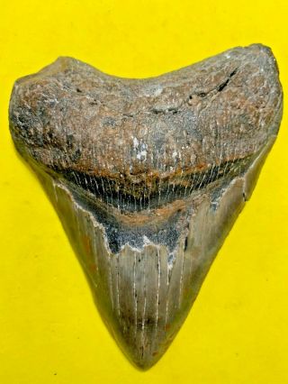 Megalodon Shark Tooth 5.  066 Inch Apex Artifacts No Restorations