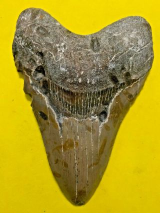 Megalodon Shark Tooth 5.  682 Inch Apex Artifacts No Restorations