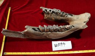 Wr94 Woolly Rhinoceros Jaw Bone Coelodonta Antiquitatis Dicerorhi Nusmerckii