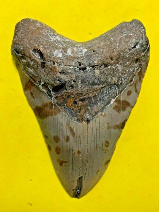 Megalodon Shark Tooth 5.  011 Inch Apex Artifacts No Restorations