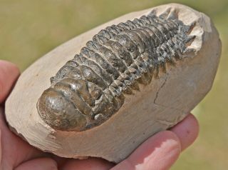 Large Trilobite Fossil,  Crotalocephalus Gibbus From Morocco 1