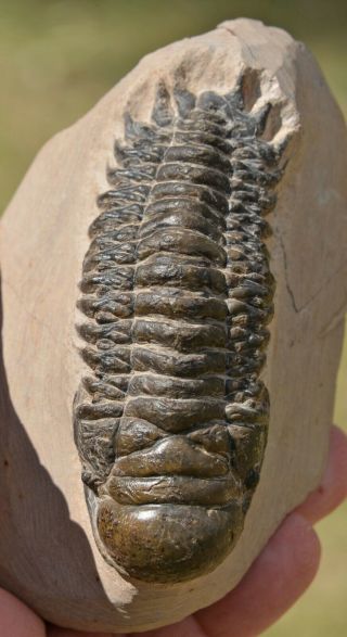 LARGE Trilobite Fossil,  Crotalocephalus gibbus from Morocco 1 3