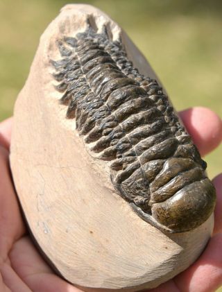 LARGE Trilobite Fossil,  Crotalocephalus gibbus from Morocco 1 4