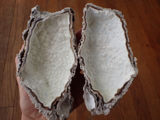 Botryoidal Fossil Coral 2 Piece Spectacular Geode,  Ga,  Specimen,  Curio Wc119