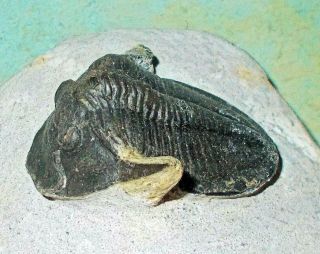 Complete 5cm Cyberella Lemkei With Fine Shell M.  Devonian,  Issoumour,  Morocco