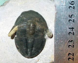 Complete 5cm Cyberella lemkei with fine shell M.  Devonian,  Issoumour,  Morocco 2
