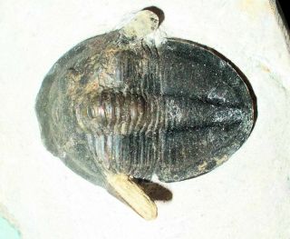 Complete 5cm Cyberella lemkei with fine shell M.  Devonian,  Issoumour,  Morocco 3