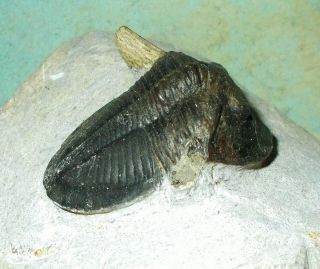 Complete 5cm Cyberella lemkei with fine shell M.  Devonian,  Issoumour,  Morocco 4