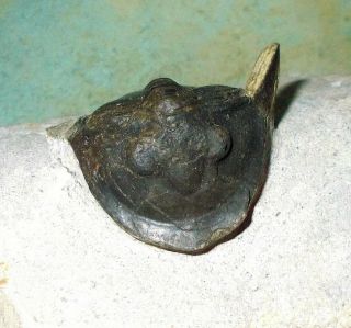 Complete 5cm Cyberella lemkei with fine shell M.  Devonian,  Issoumour,  Morocco 5
