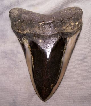 5 3/8 " Megalodon Fossil Tooth Shark Teeth Stunning Color Jaw Diamond Polished