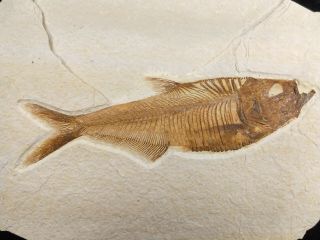 Diplomystus Dentatus Fossil Fish Green River Formation Wyoming