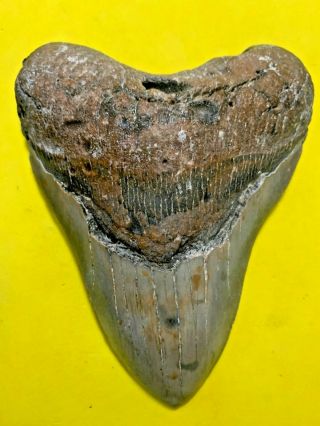 Megalodon Shark Tooth 5.  322 Inch Apex Artifacts No Restorations