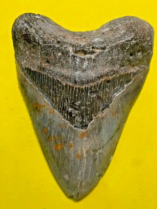Megalodon Shark Tooth 5.  405 Inch Apex Artifacts No Restorations