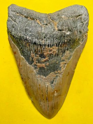Megalodon Shark Tooth 5.  902 Inch Apex Artifacts No Restorations