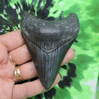 Megalodon Sharks Tooth 3 11/16  Inch No Restorations Fossil Sharks Tooth Teeth