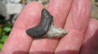Fossil Alopias Grandis Thresher Shark Tooth 1.  275 Inches