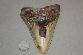 Megalodon Fossil Giant Shark Teeth Ocean No Repair 5.  11 " Huge Tooth
