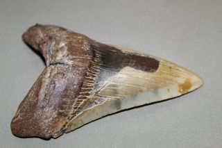 MEGALODON Fossil Giant Shark Teeth Ocean No Repair 5.  11 