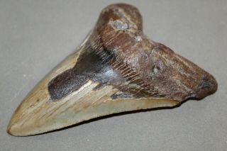 MEGALODON Fossil Giant Shark Teeth Ocean No Repair 5.  11 