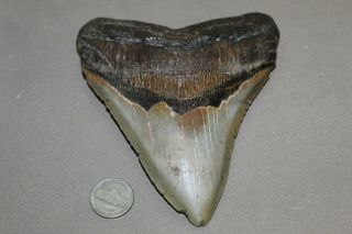 Megalodon Fossil Giant Shark Teeth Natural Large 5.  33 " Huge Tooth