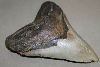 MEGALODON Fossil Giant Shark Teeth Natural Large 5.  33 