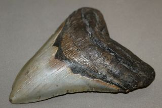 MEGALODON Fossil Giant Shark Teeth Natural Large 5.  33 