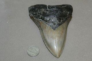 Megalodon Fossil Giant Shark Teeth Natural Large 4.  85 " Huge Tooth