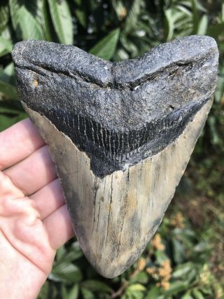 Huge Color 5.  21” Megalodon Tooth Fossil Shark Teeth