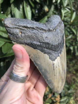 Huge Color 5.  21” Megalodon Tooth Fossil Shark Teeth 2
