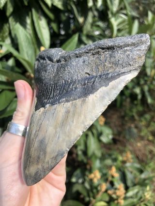 Huge Color 5.  21” Megalodon Tooth Fossil Shark Teeth 3