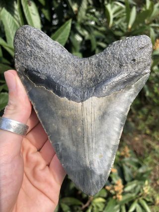 Huge Color 5.  21” Megalodon Tooth Fossil Shark Teeth 4