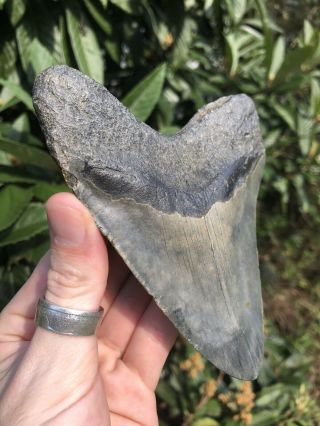Huge Color 5.  21” Megalodon Tooth Fossil Shark Teeth 5